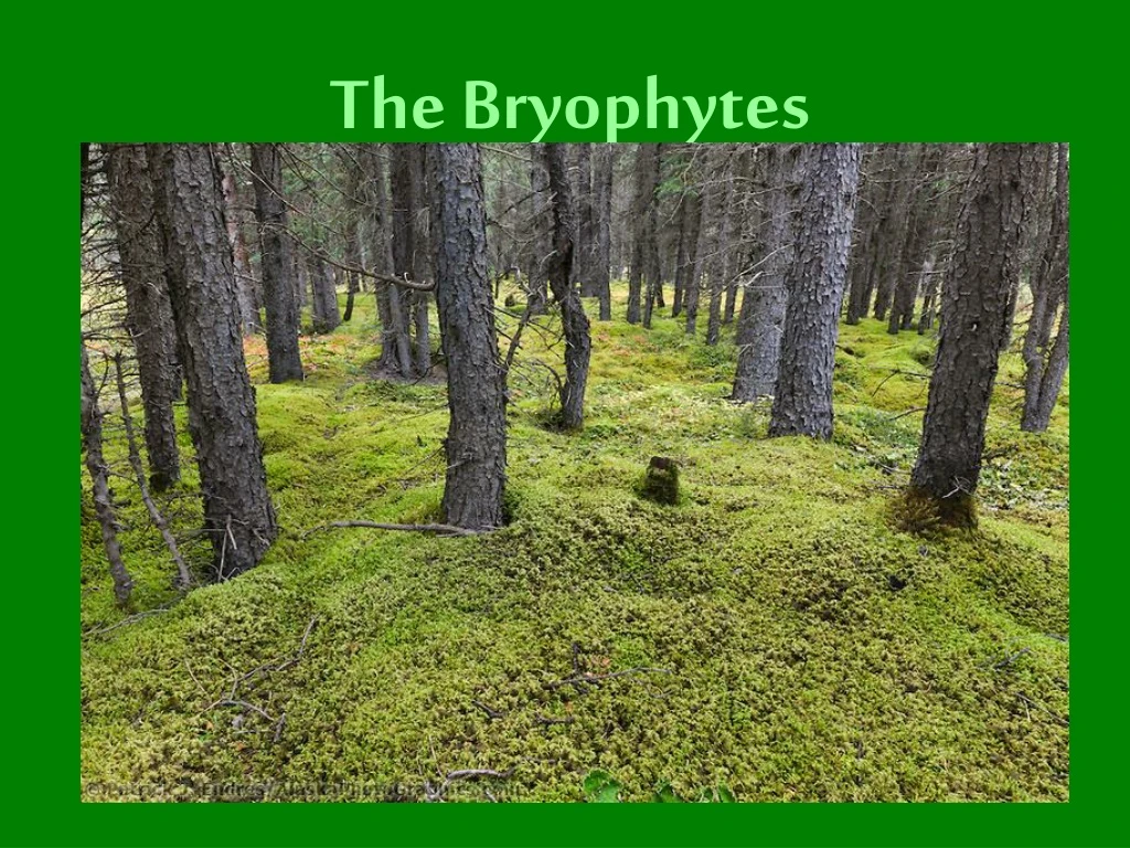 the bryophytes