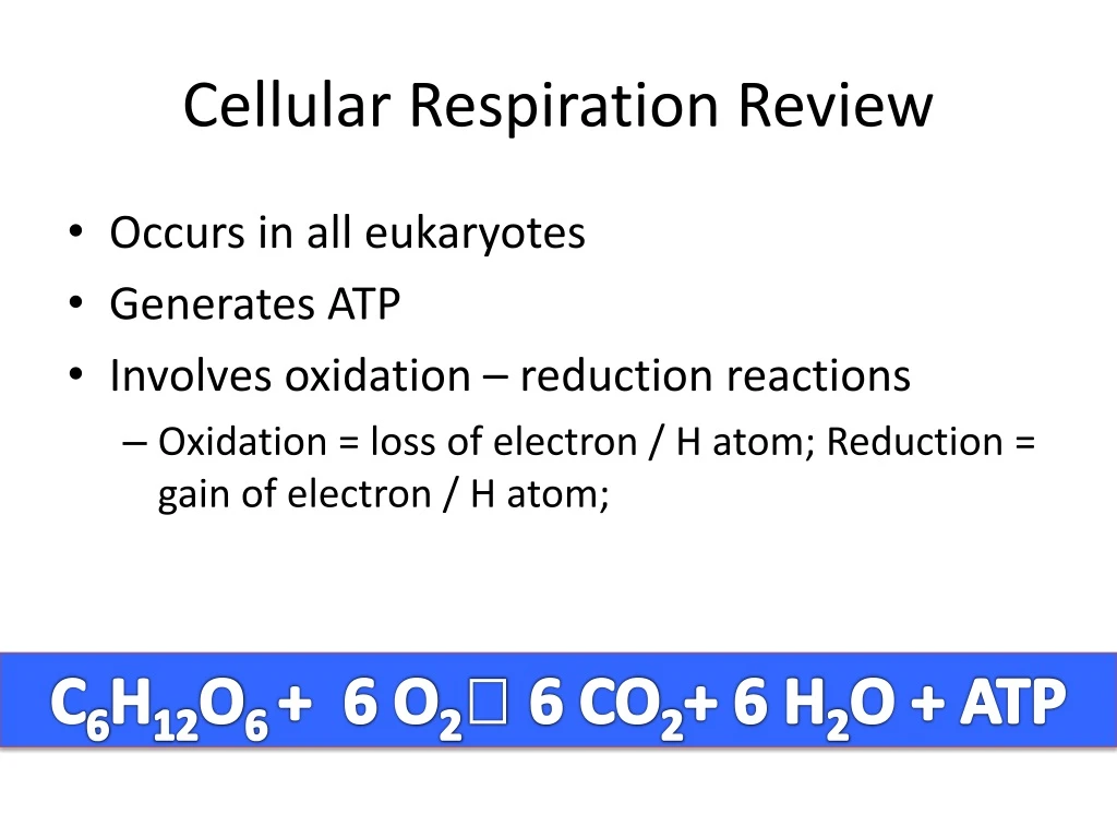 cellular respiration review