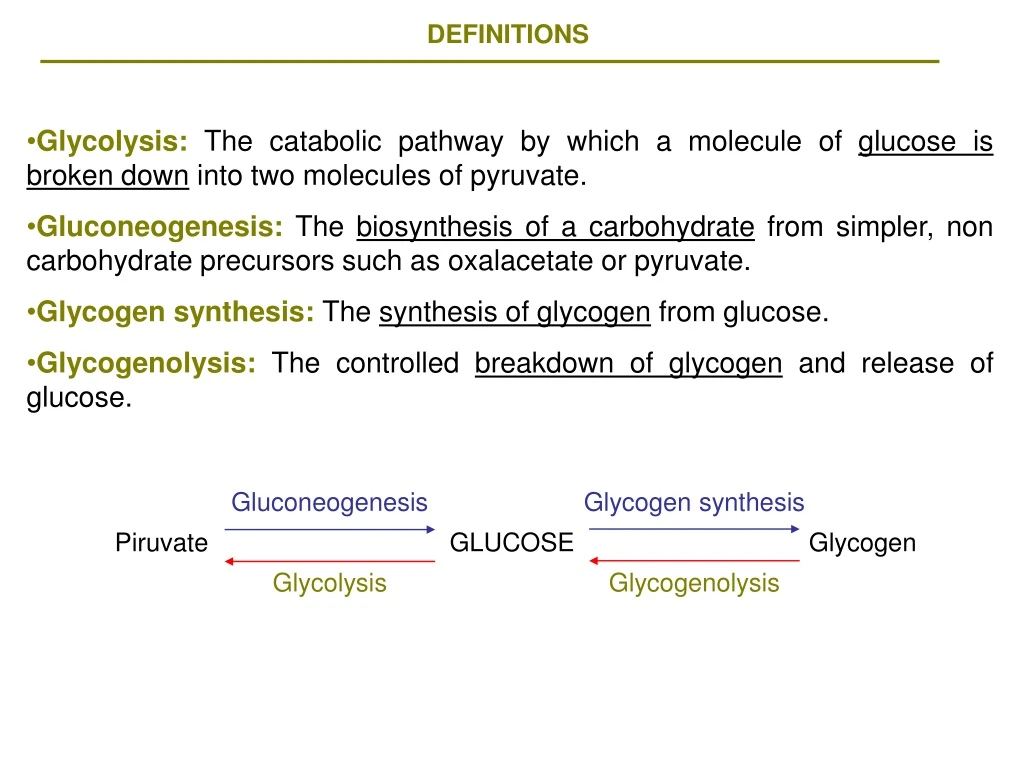 gluconeogenesis