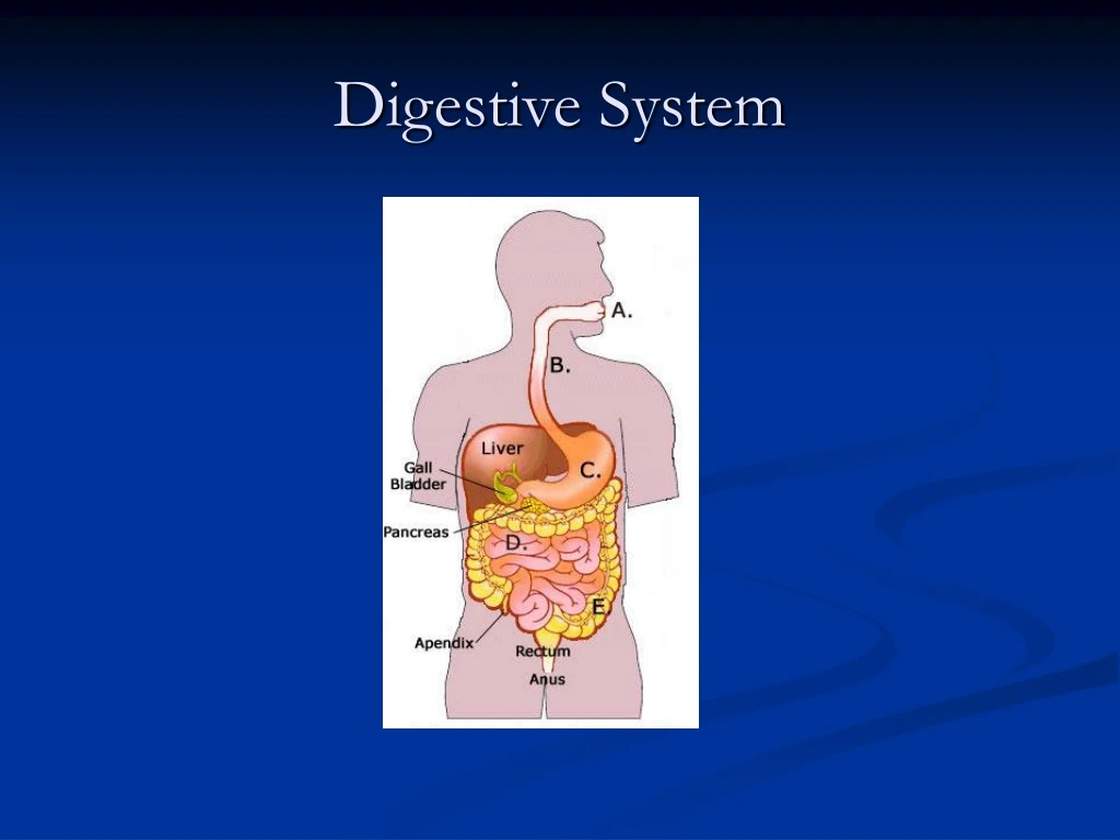 digestive system