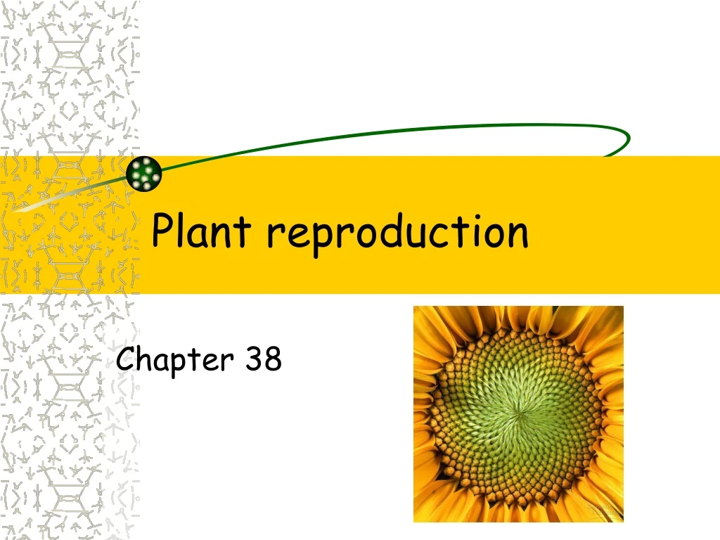 plant reproduction