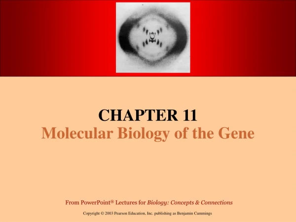 CHAPTER 11 Molecular Biology of the Gene