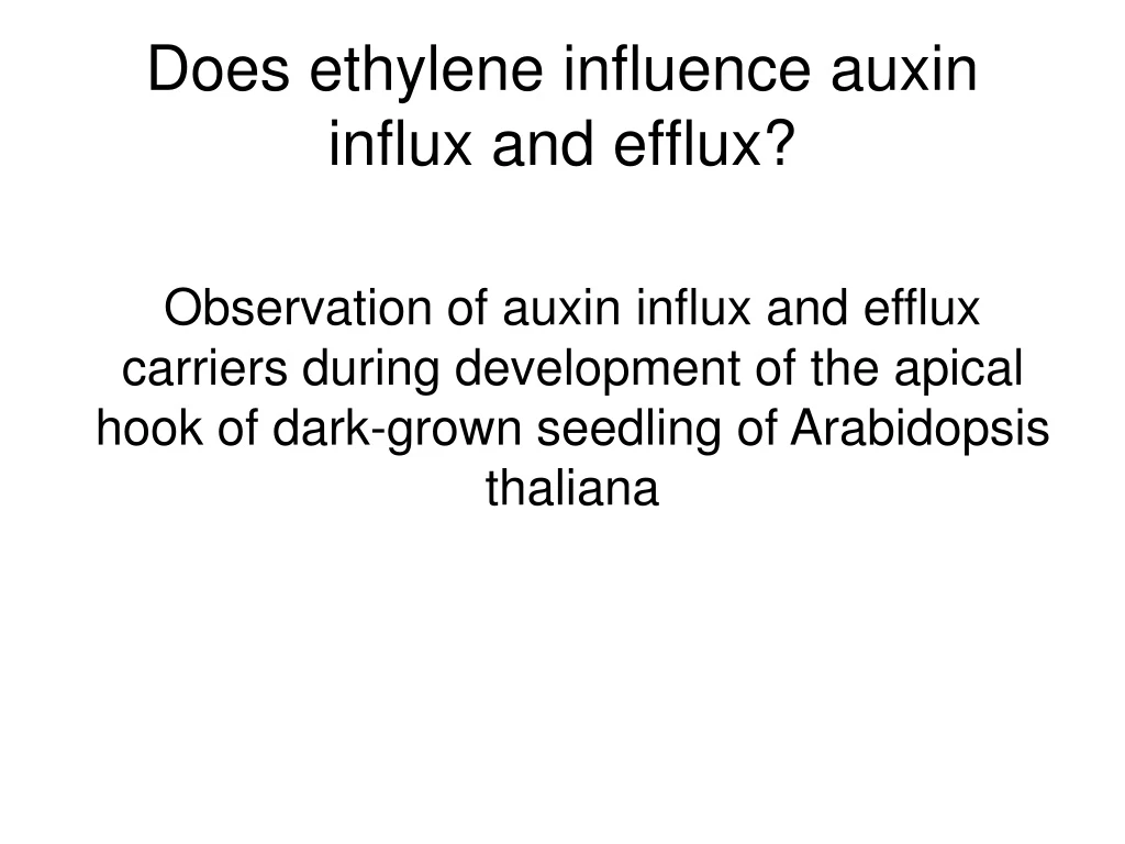 does ethylene influence auxin influx and efflux