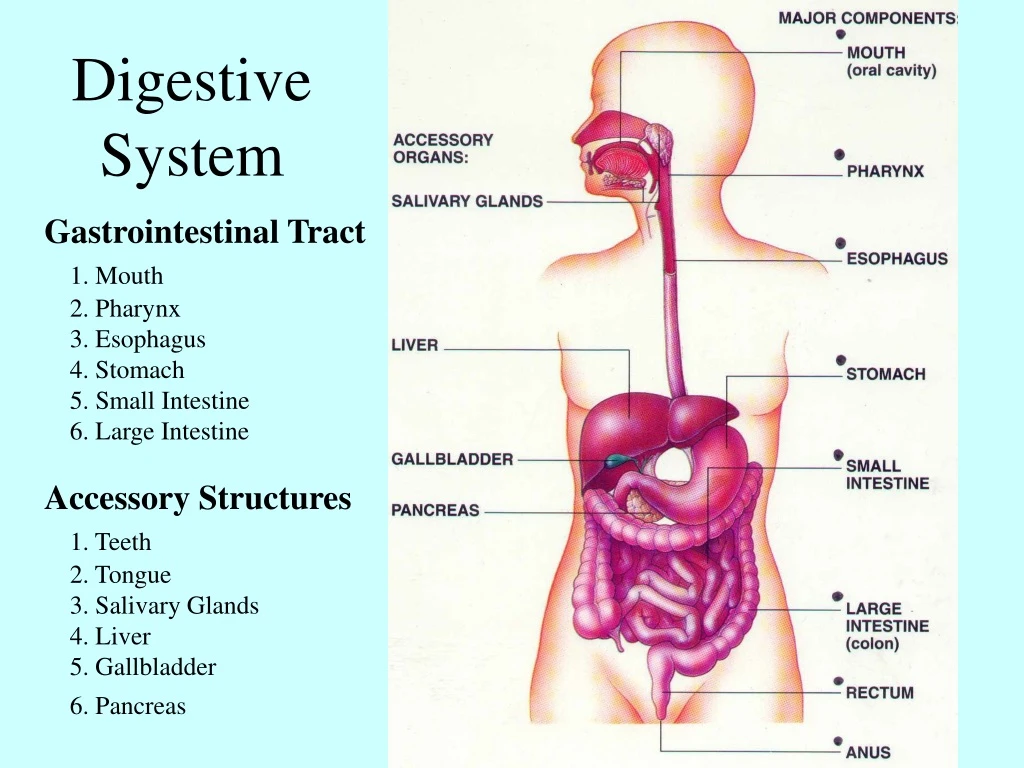 digestive system