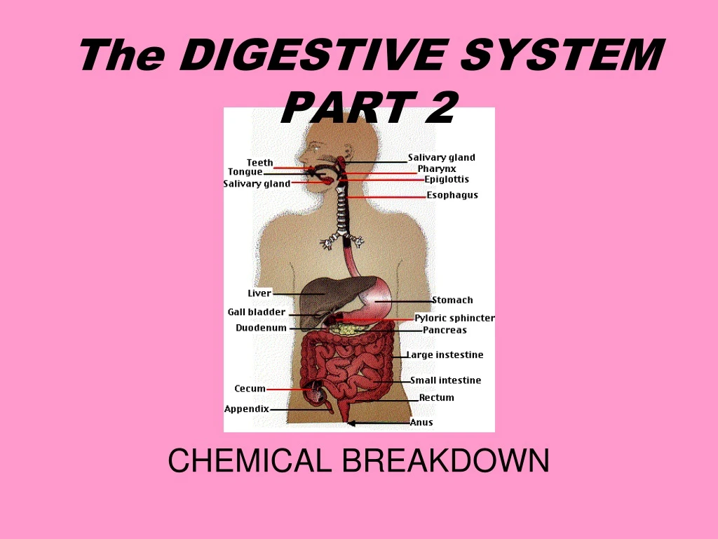 the digestive system part 2