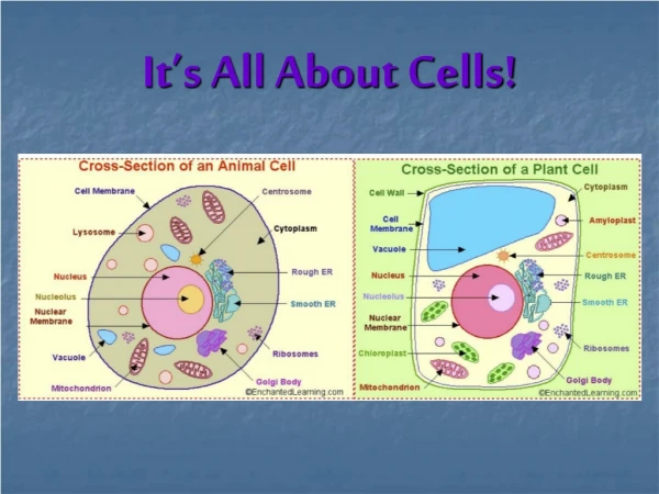 It’s All About Cells!