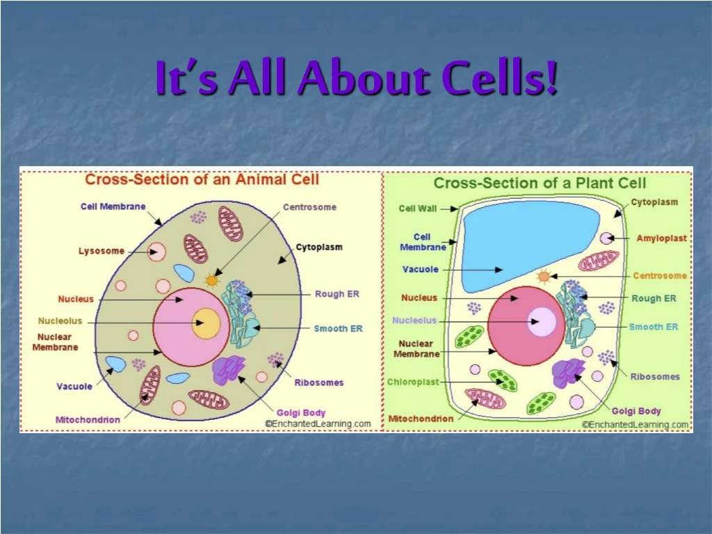 it s all about cells