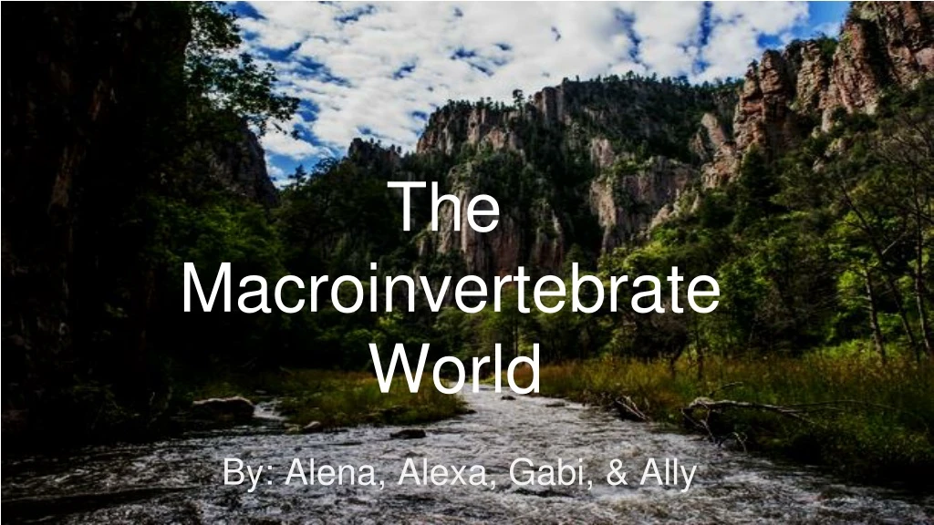 the macroinvertebrate world