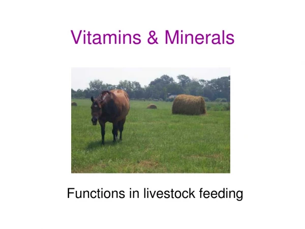 Vitamins &amp; Minerals