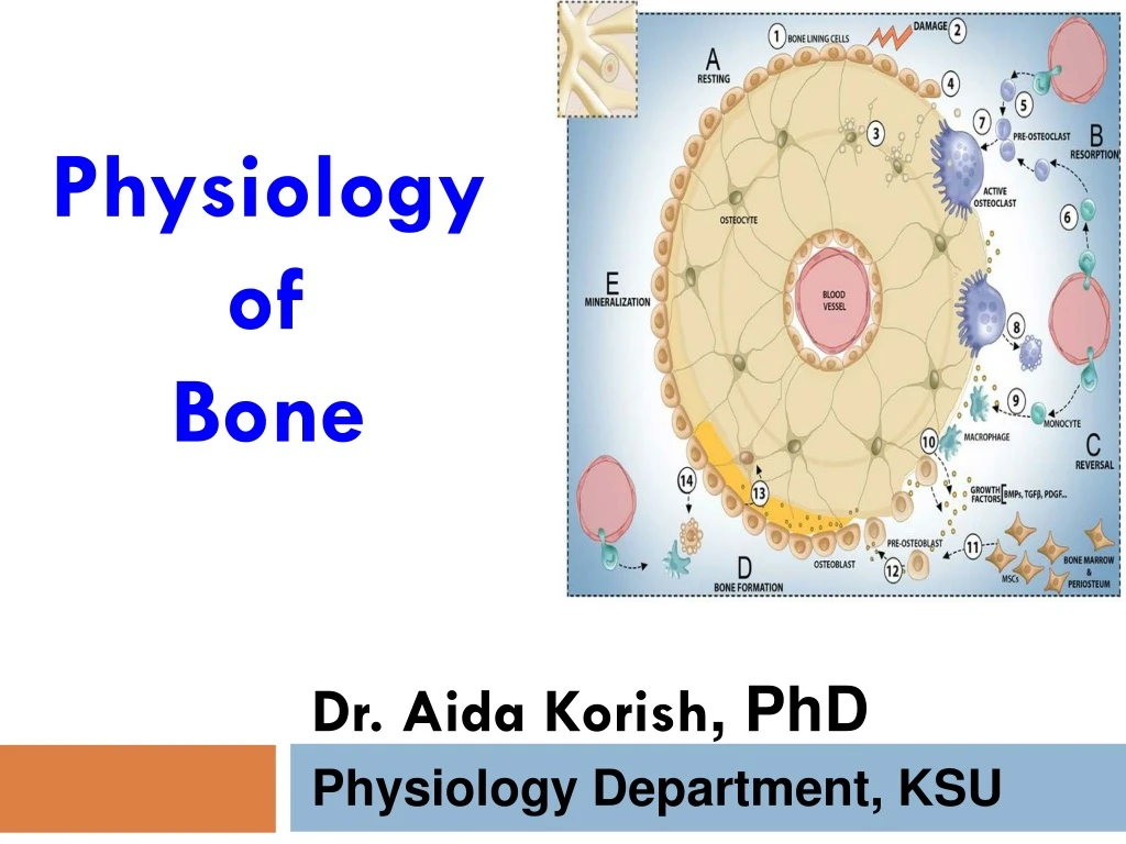 physiology of bone