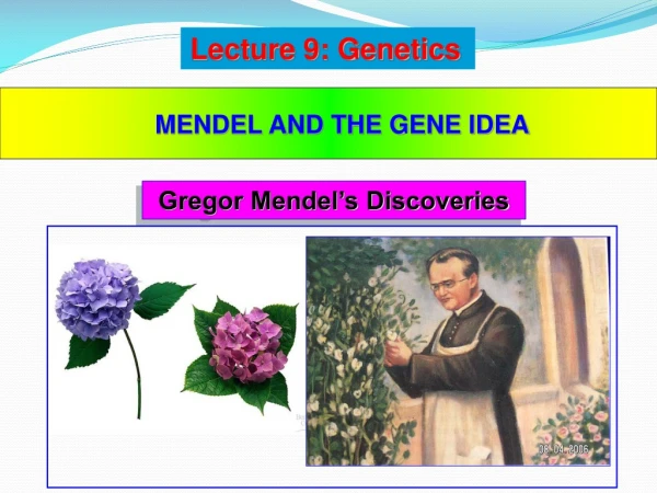 Gregor  Mendel’s Discoveries