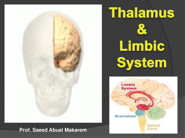 Thalamus  &amp;  Limbic System