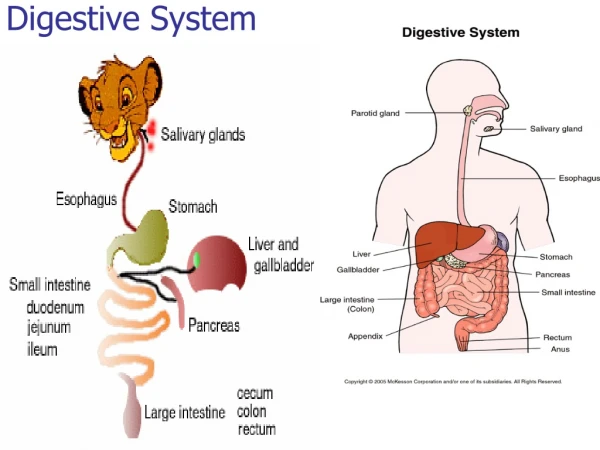 Digestive System