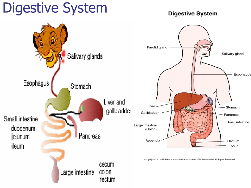 digestive system