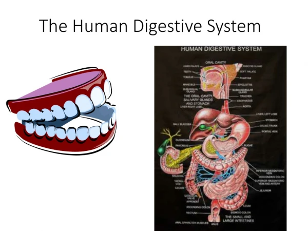 The Human Digestive System