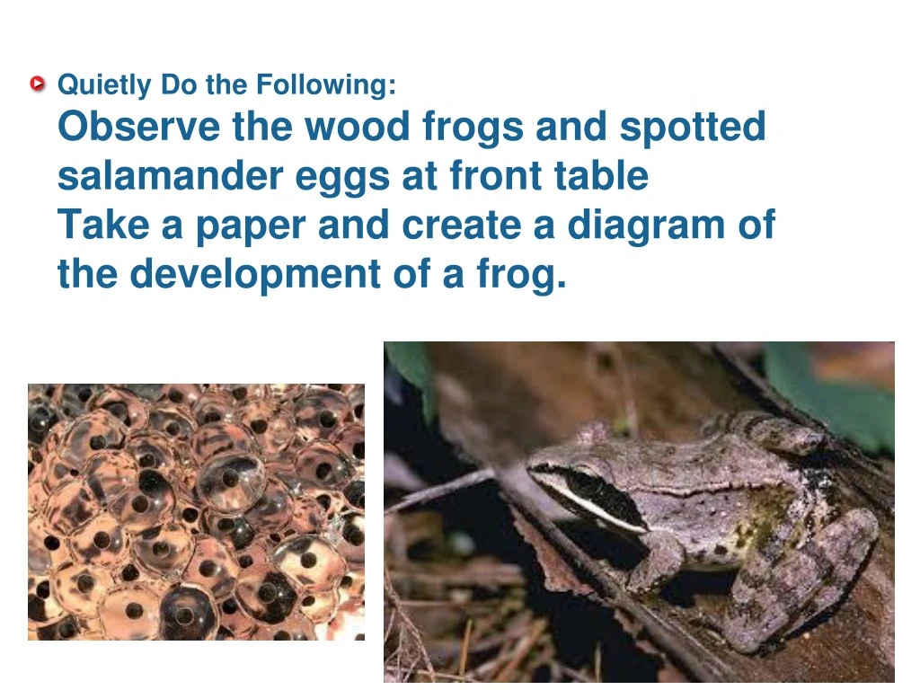 quietly do the following observe the wood frogs