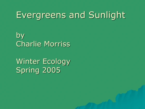 Evergreens and Sunlight by  Charlie Morriss Winter Ecology Spring 2005