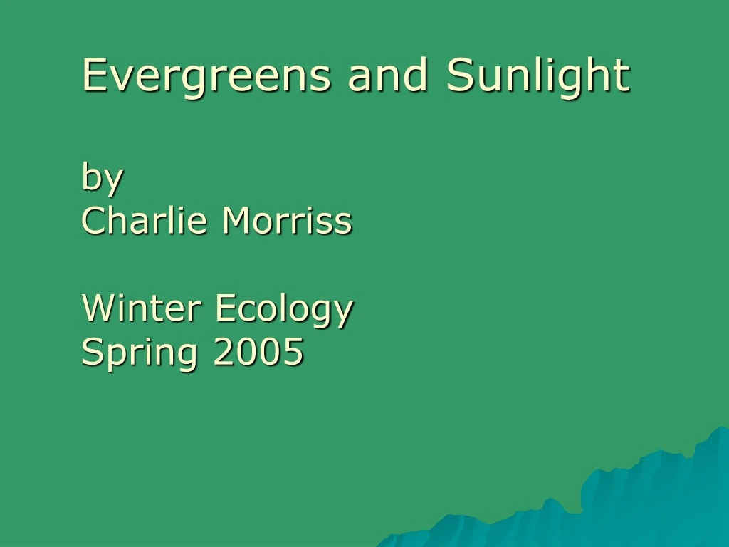evergreens and sunlight by charlie morriss winter