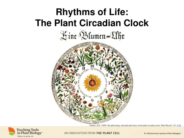 Rhythms of Life: The Plant Circadian Clock