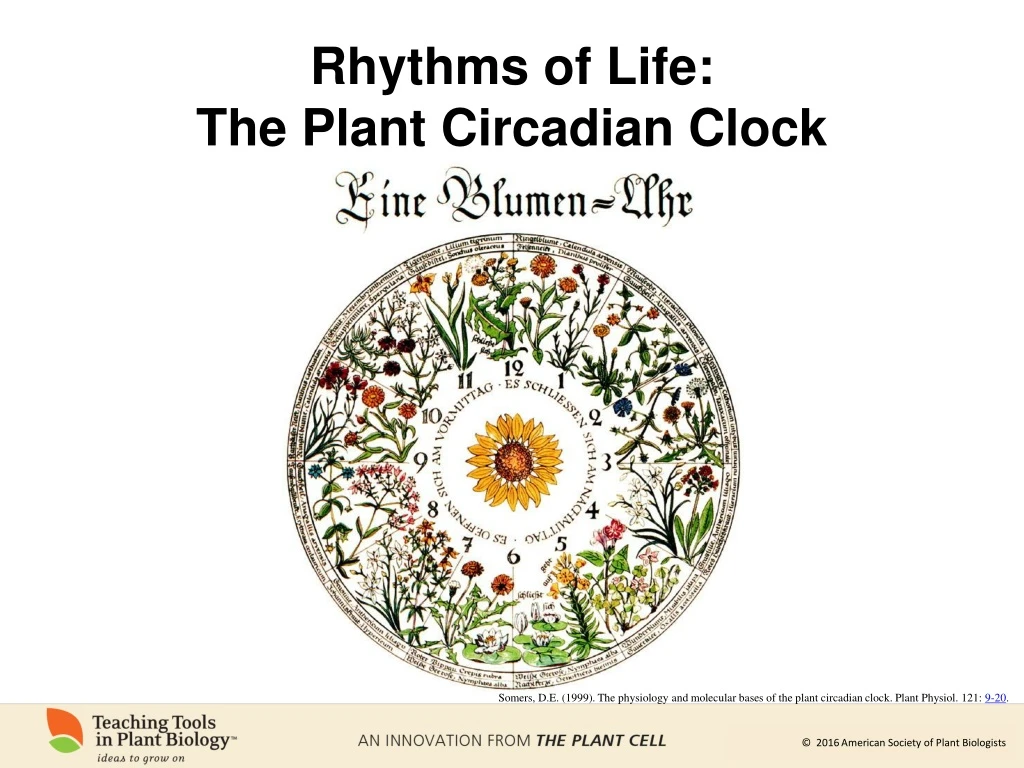 rhythms of life the plant circadian clock