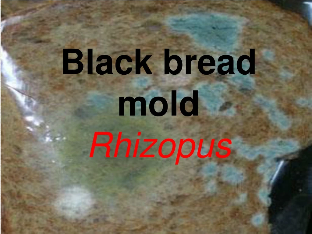 black bread mold rhizopus