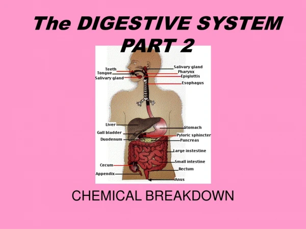 The DIGESTIVE SYSTEM PART 2