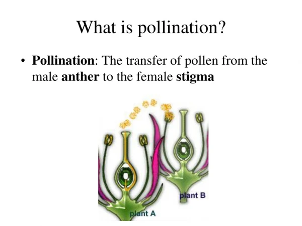 What is pollination?