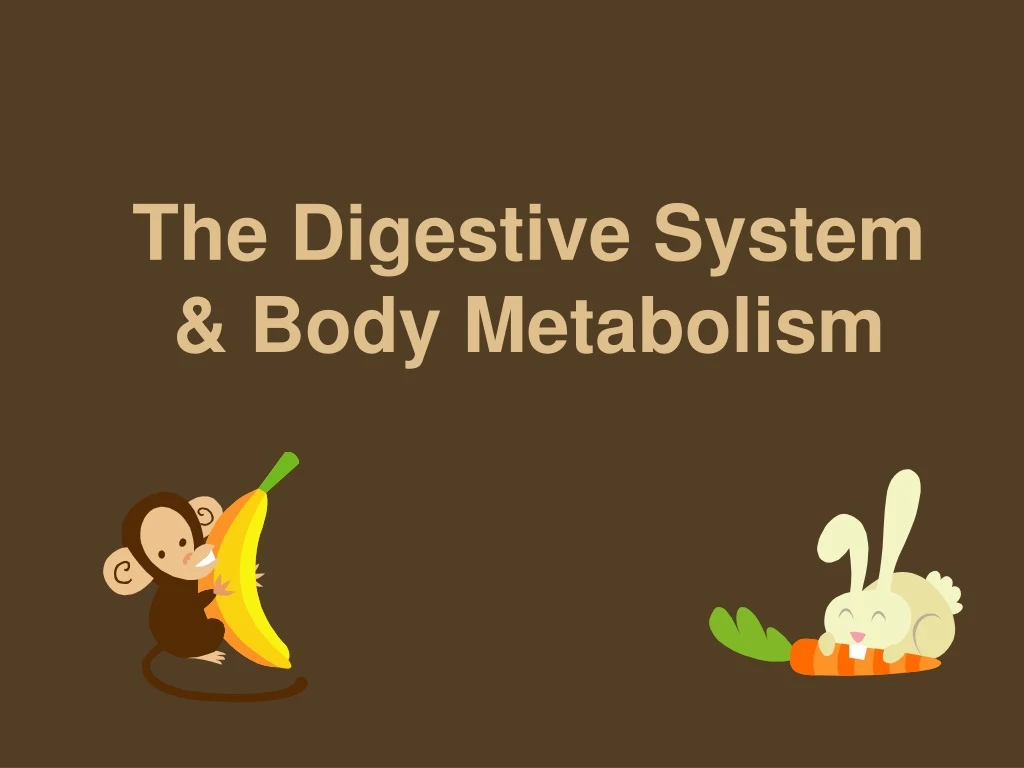 the digestive system body metabolism