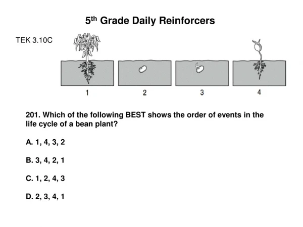 5 th  Grade Daily Reinforcers TEK 3.10C