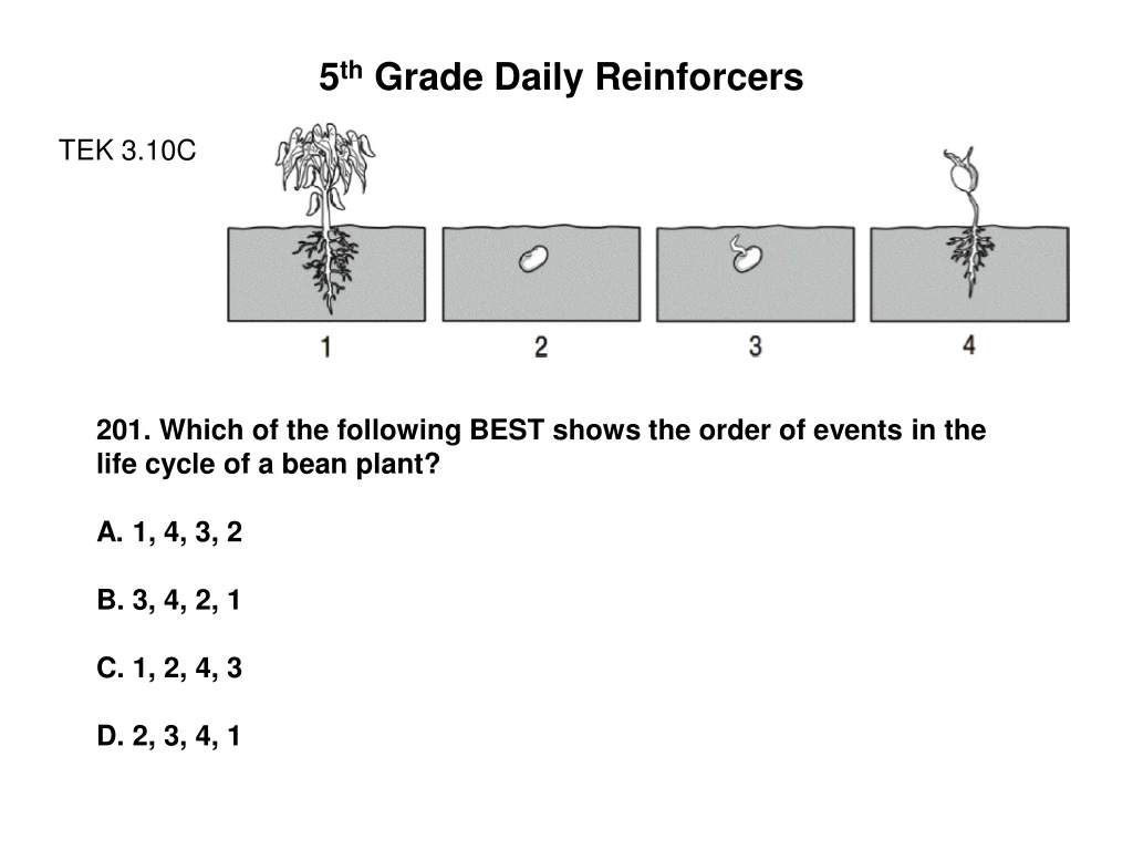 5 th grade daily reinforcers tek 3 10c