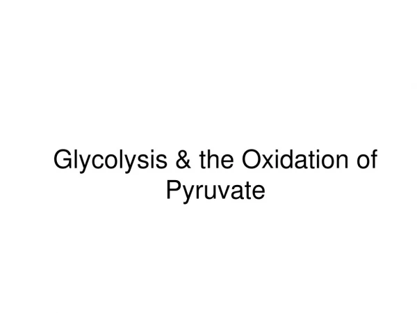 Glycolysis &amp; the Oxidation of Pyruvate