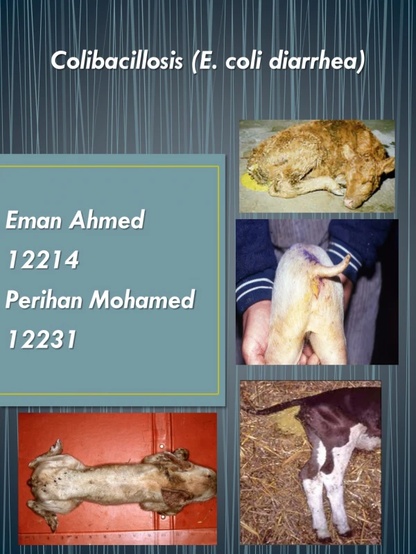 Colibacillosis  (E. coli diarrhea ) Eman Ahmed  12214 Perihan Mohamed 12231