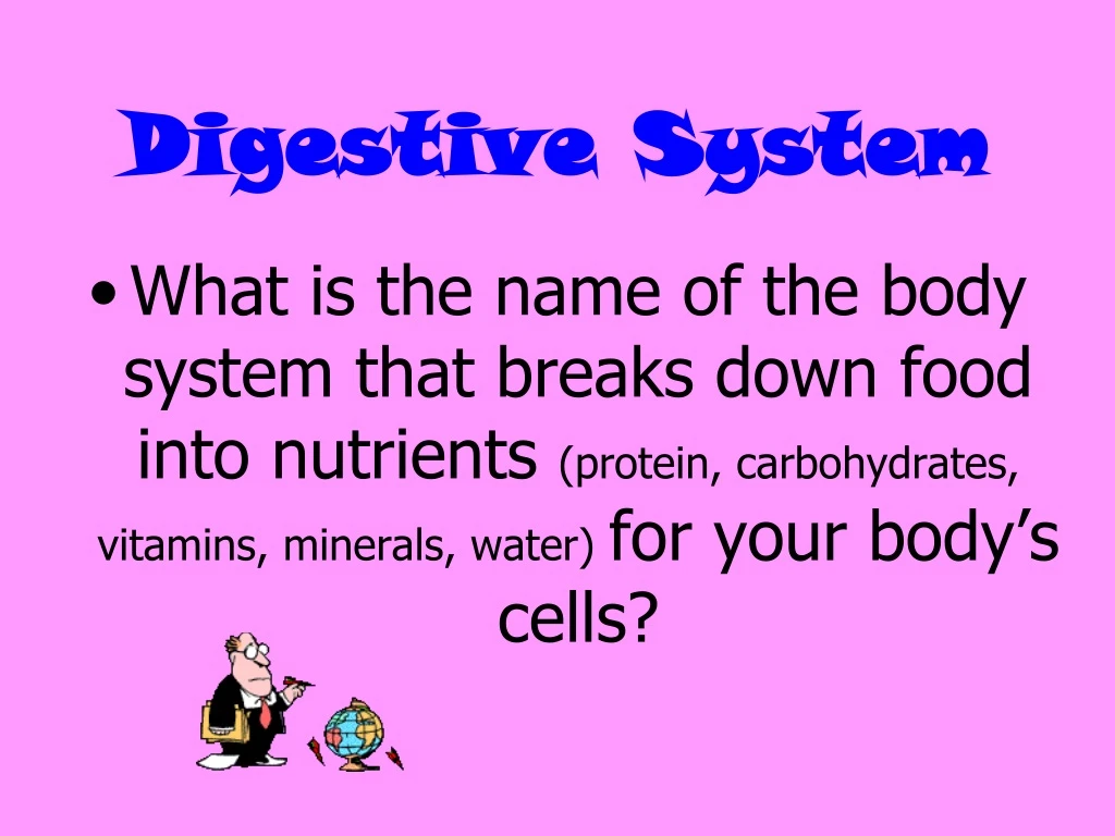 digestive system