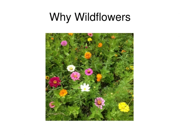 Why Wildflowers