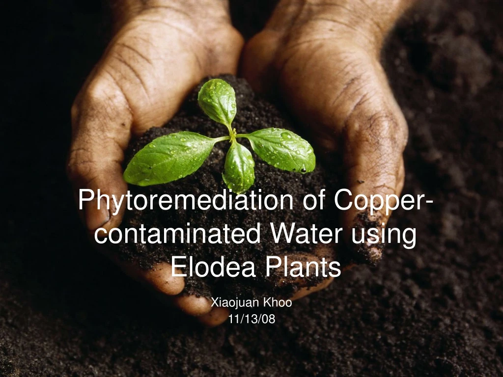 phytoremediation of copper contaminated water using elodea plants