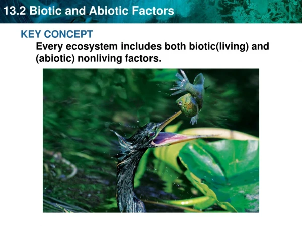 KEY CONCEPT  Every ecosystem includes both biotic(living) and (abiotic) nonliving factors.