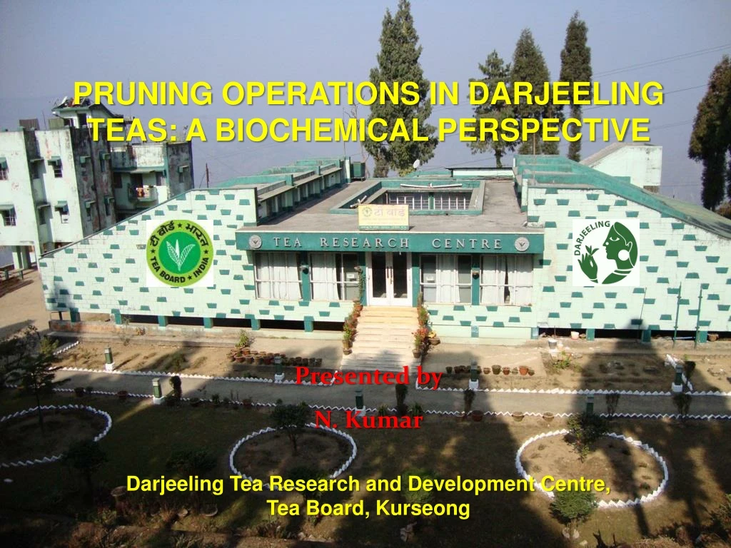 pruning operations in darjeeling teas