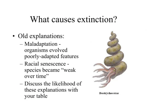 What causes extinction?