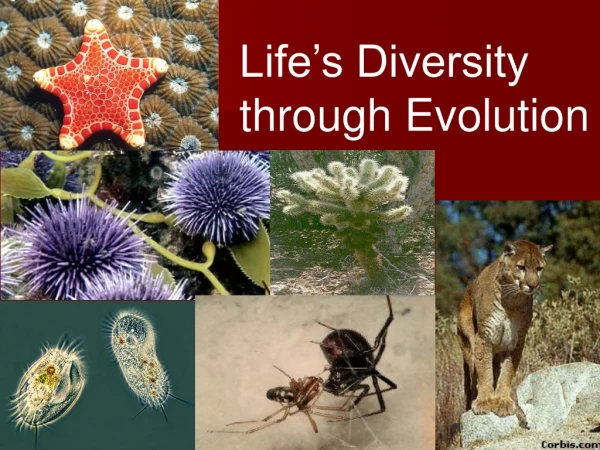 Life’s Diversity through Evolution