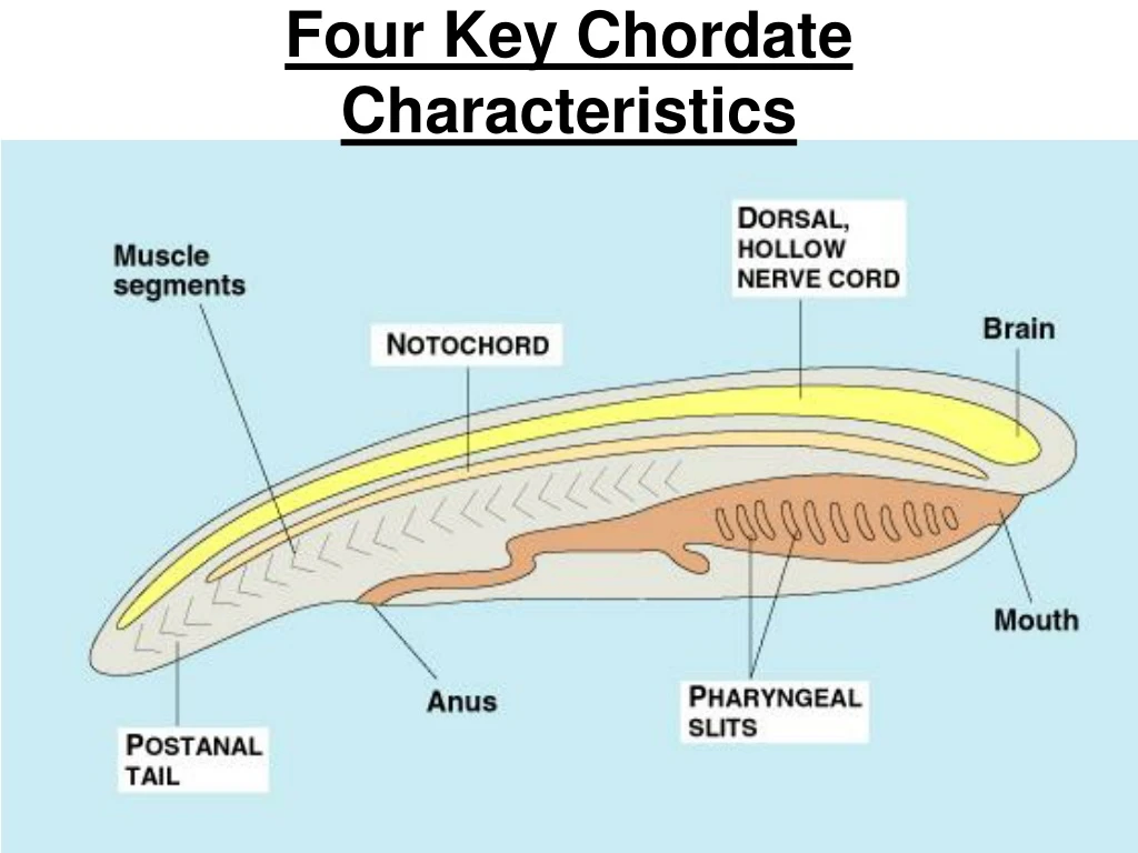 four key chordate characteristics
