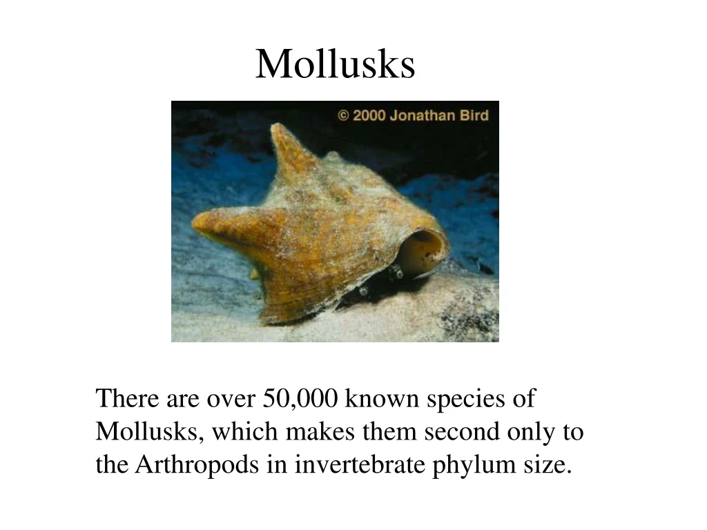 mollusks