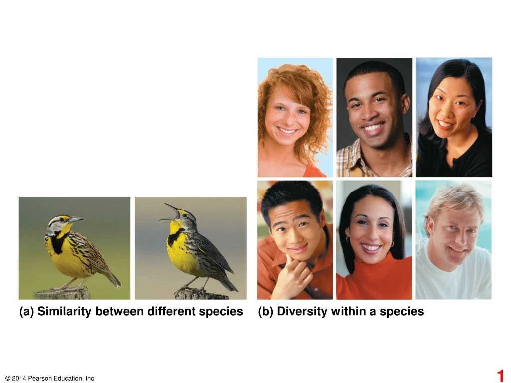 a similarity between different species