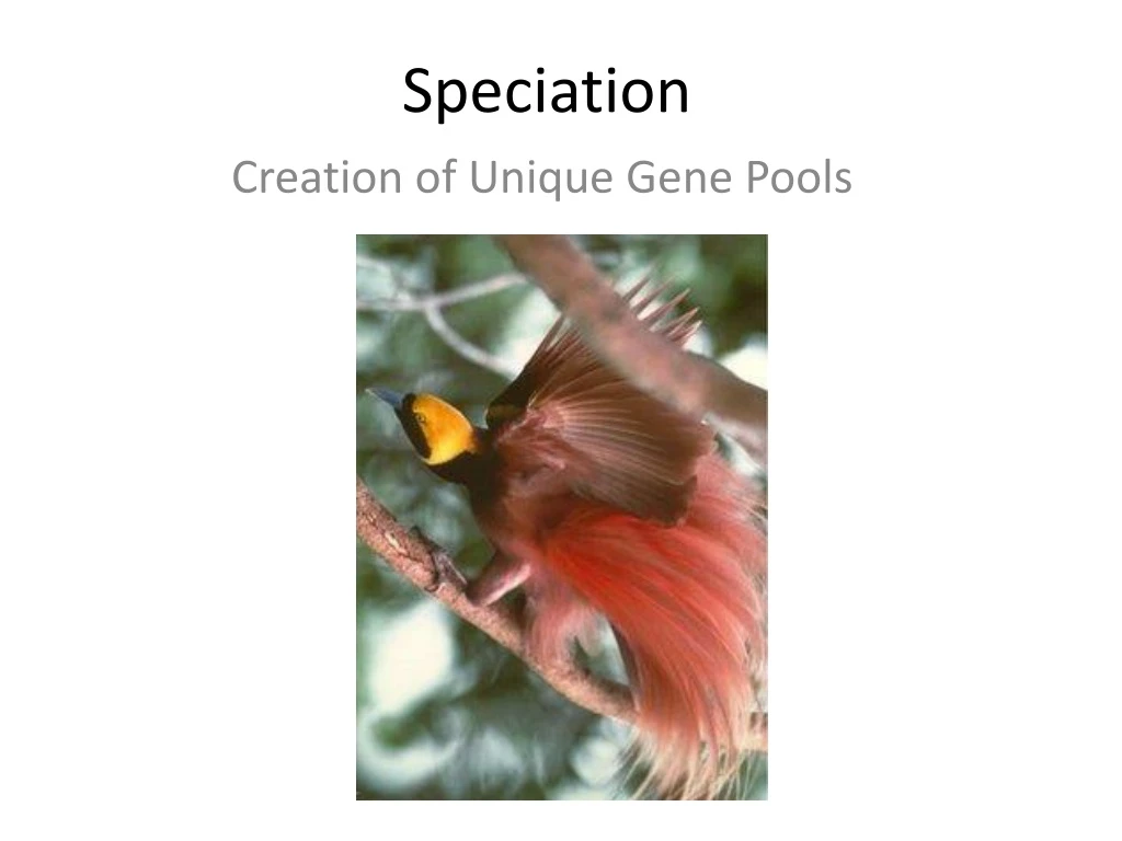 speciation