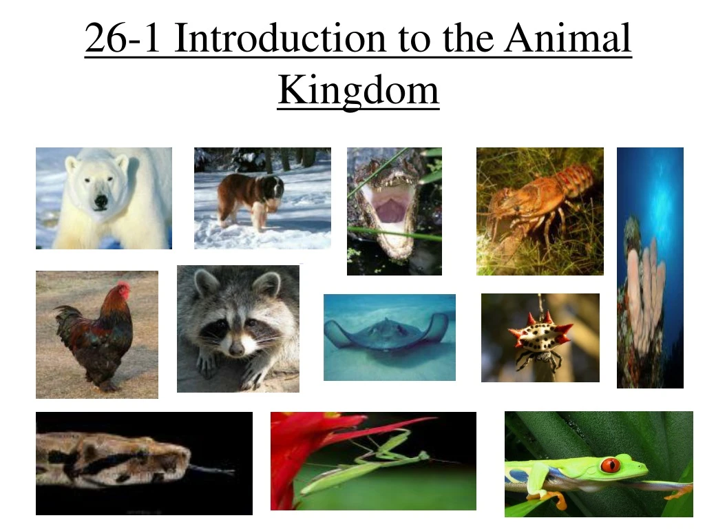 26 1 introduction to the animal kingdom