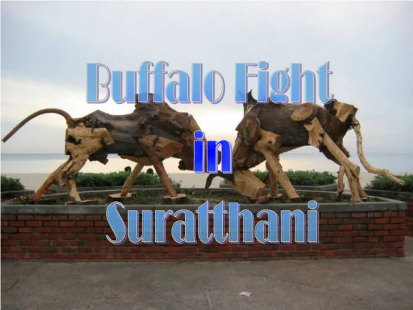 Buffalo Fight  in Suratthani