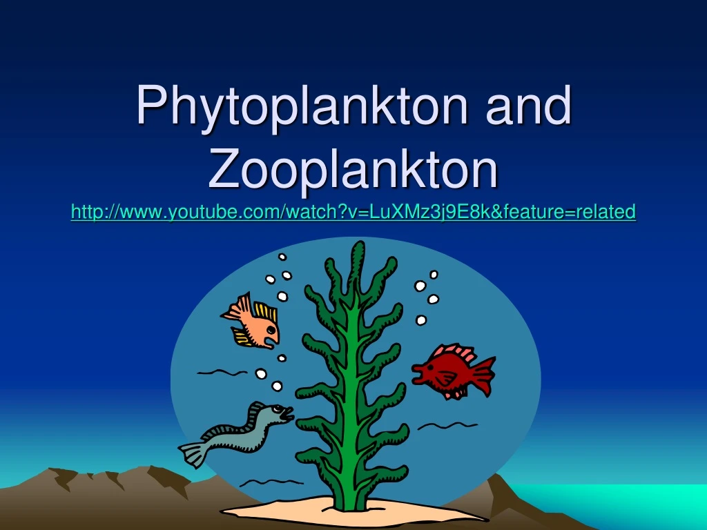 phytoplankton and zooplankton http www youtube com watch v luxmz3j9e8k feature related