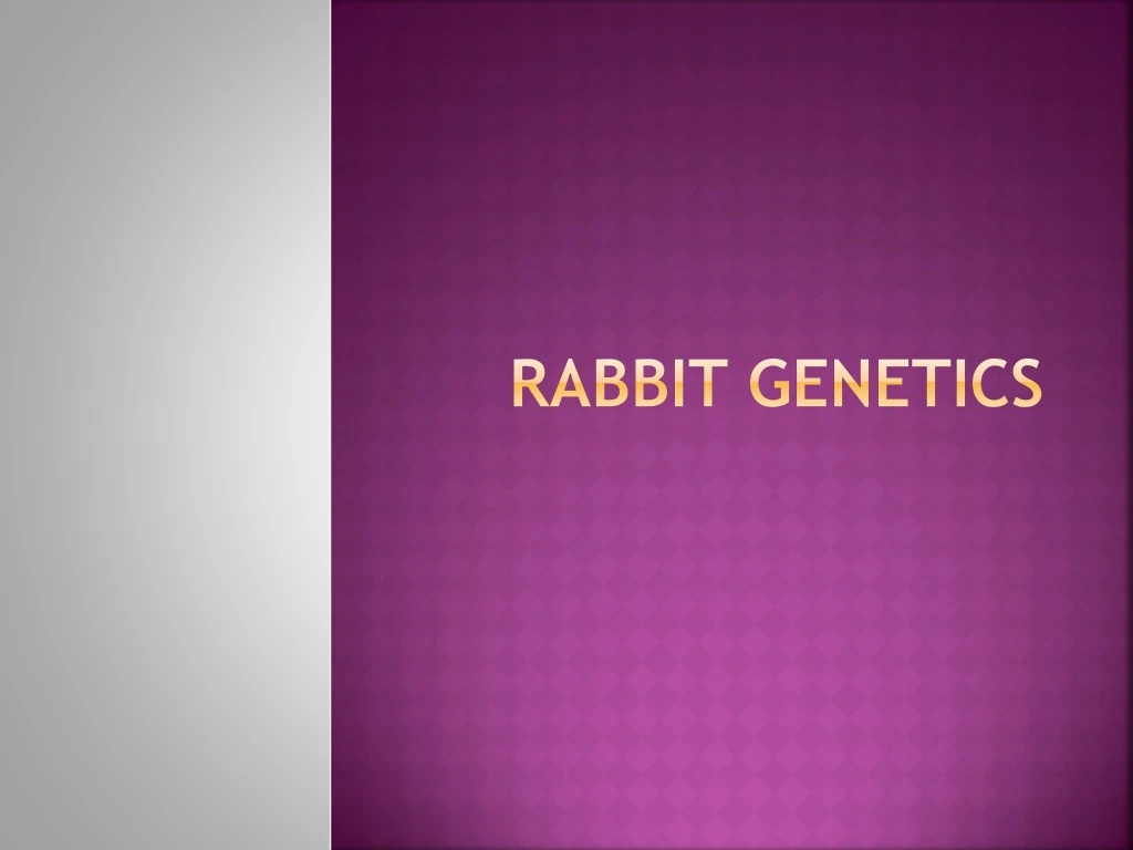 rabbit genetics