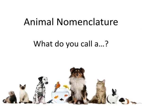 Animal Nomenclature
