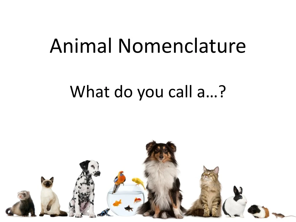 animal nomenclature