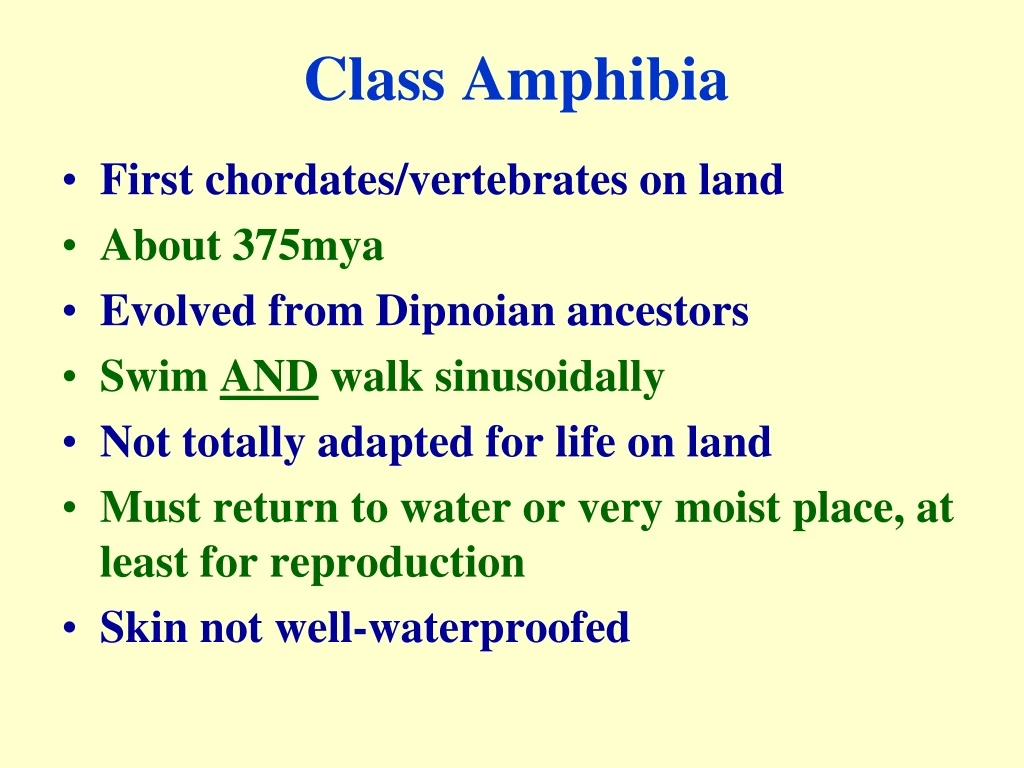 class amphibia